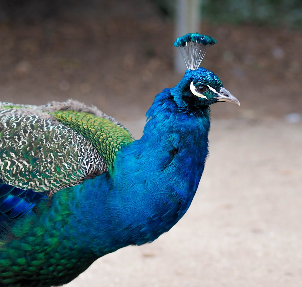 blue green and brown peacock