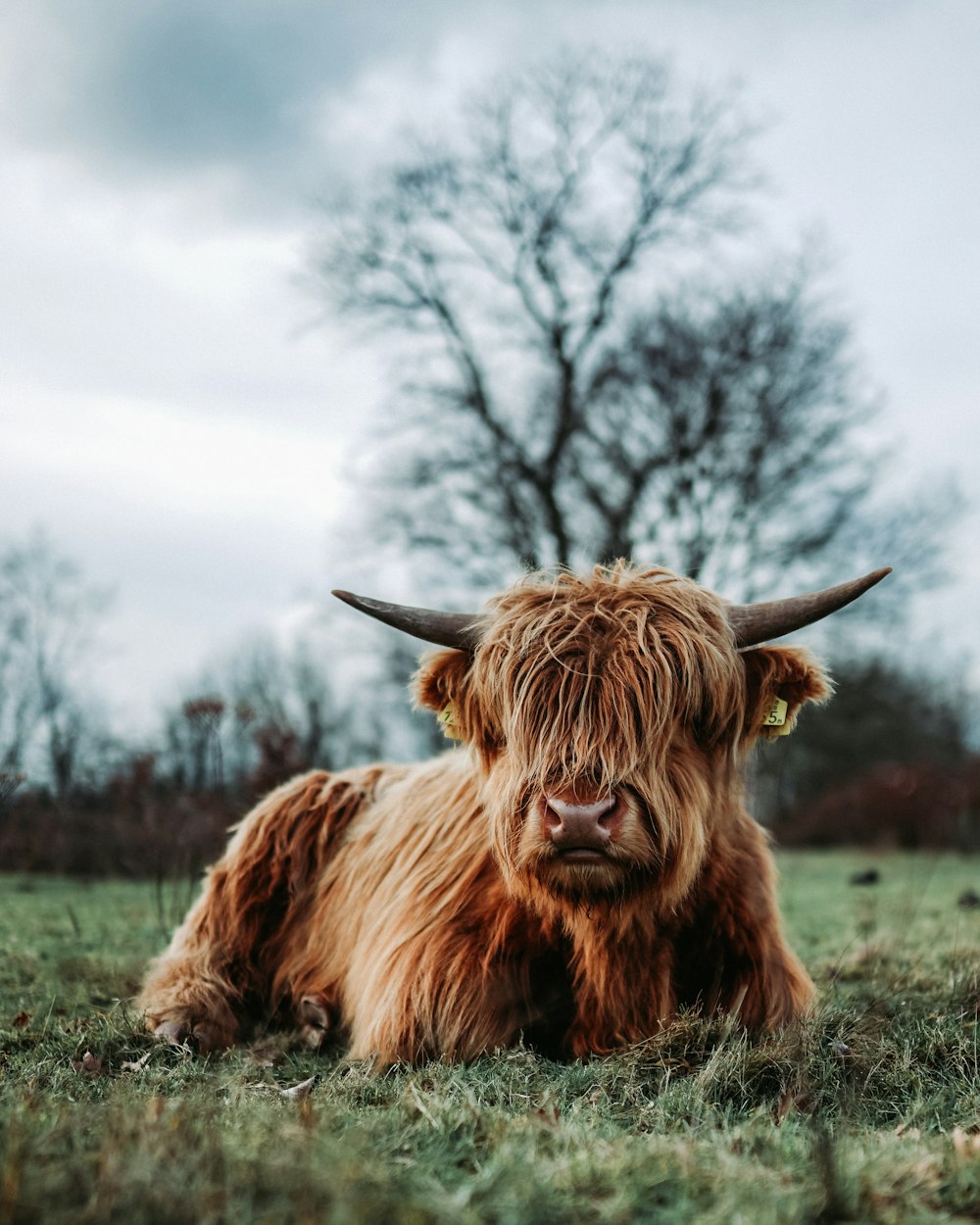 brown yak on green grass field during daytime