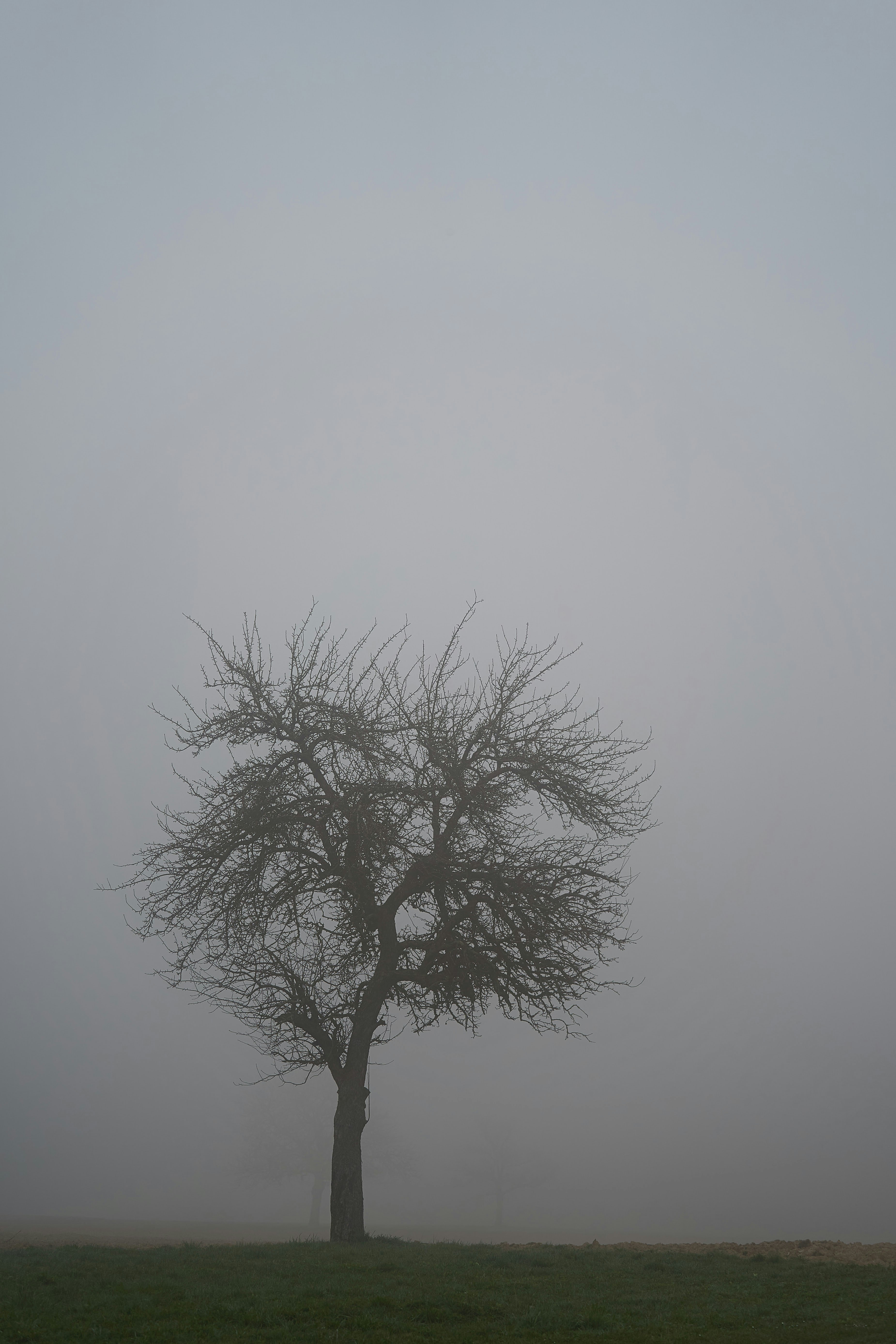 Photo by wolfgang_hasselmann