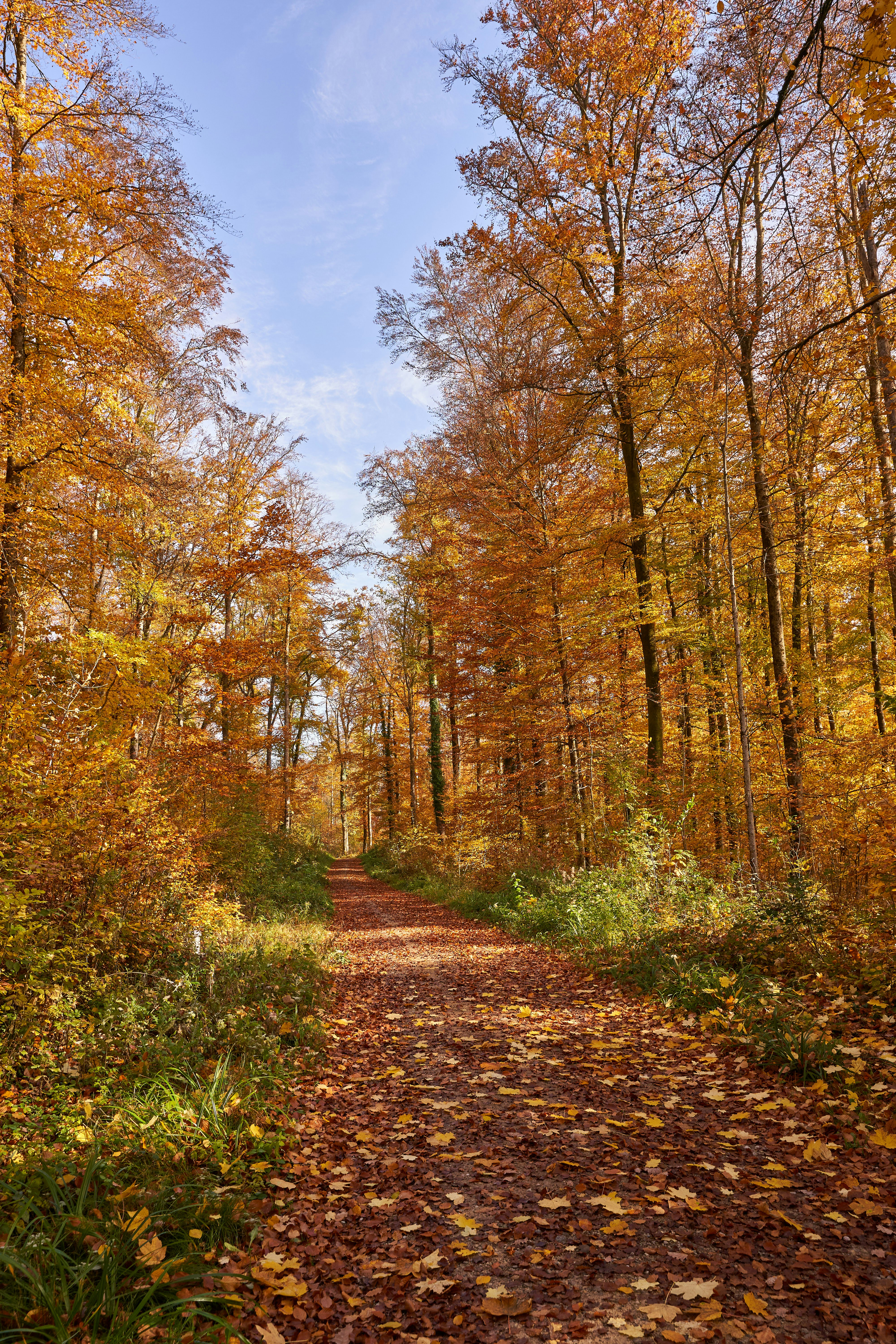 Photo by wolfgang_hasselmann