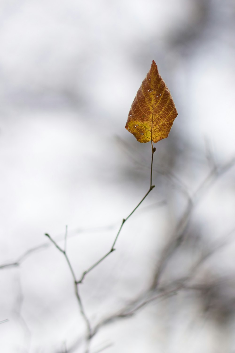 brown leaf on tree branch