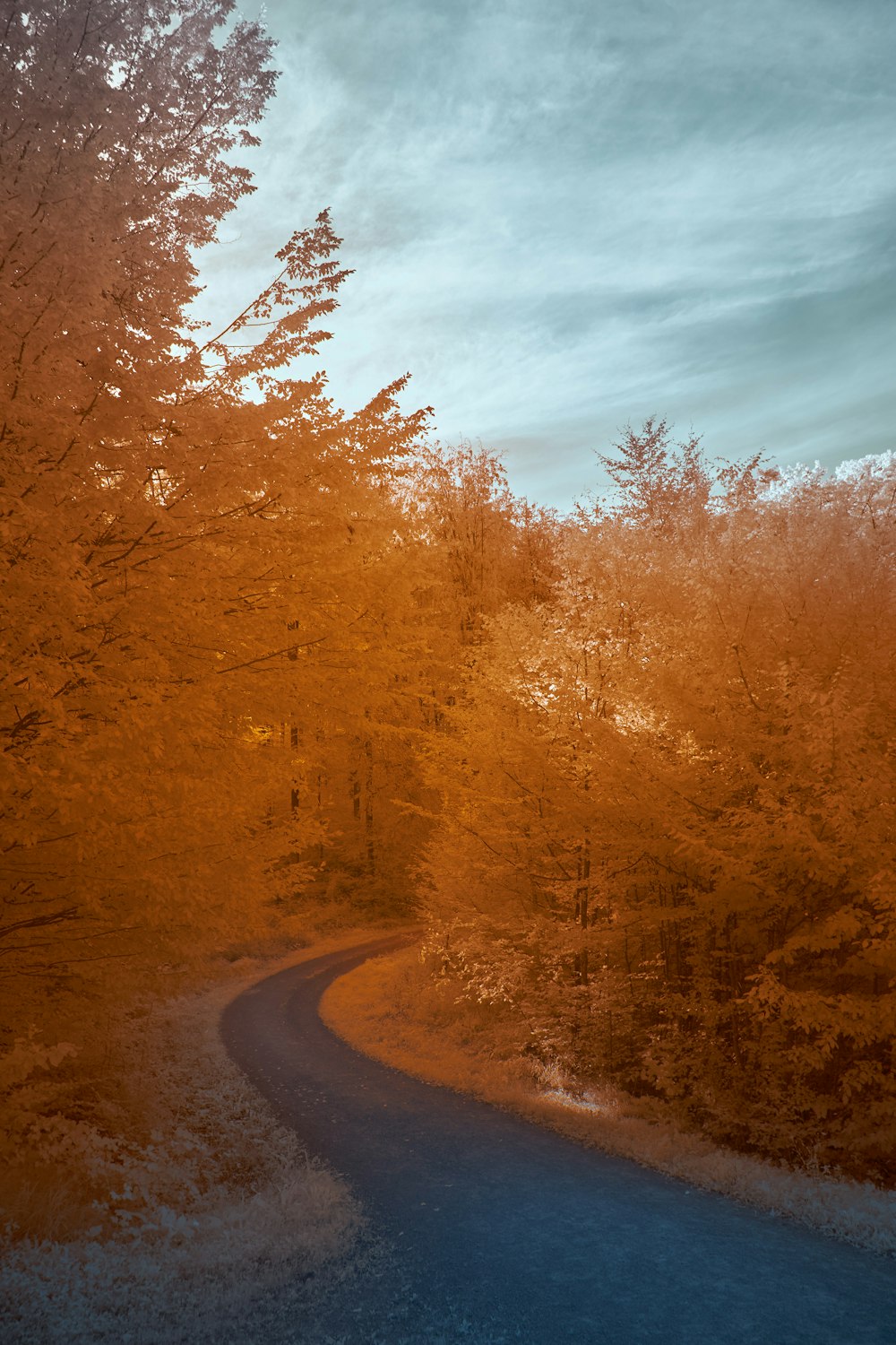 brown trees beside road during daytime