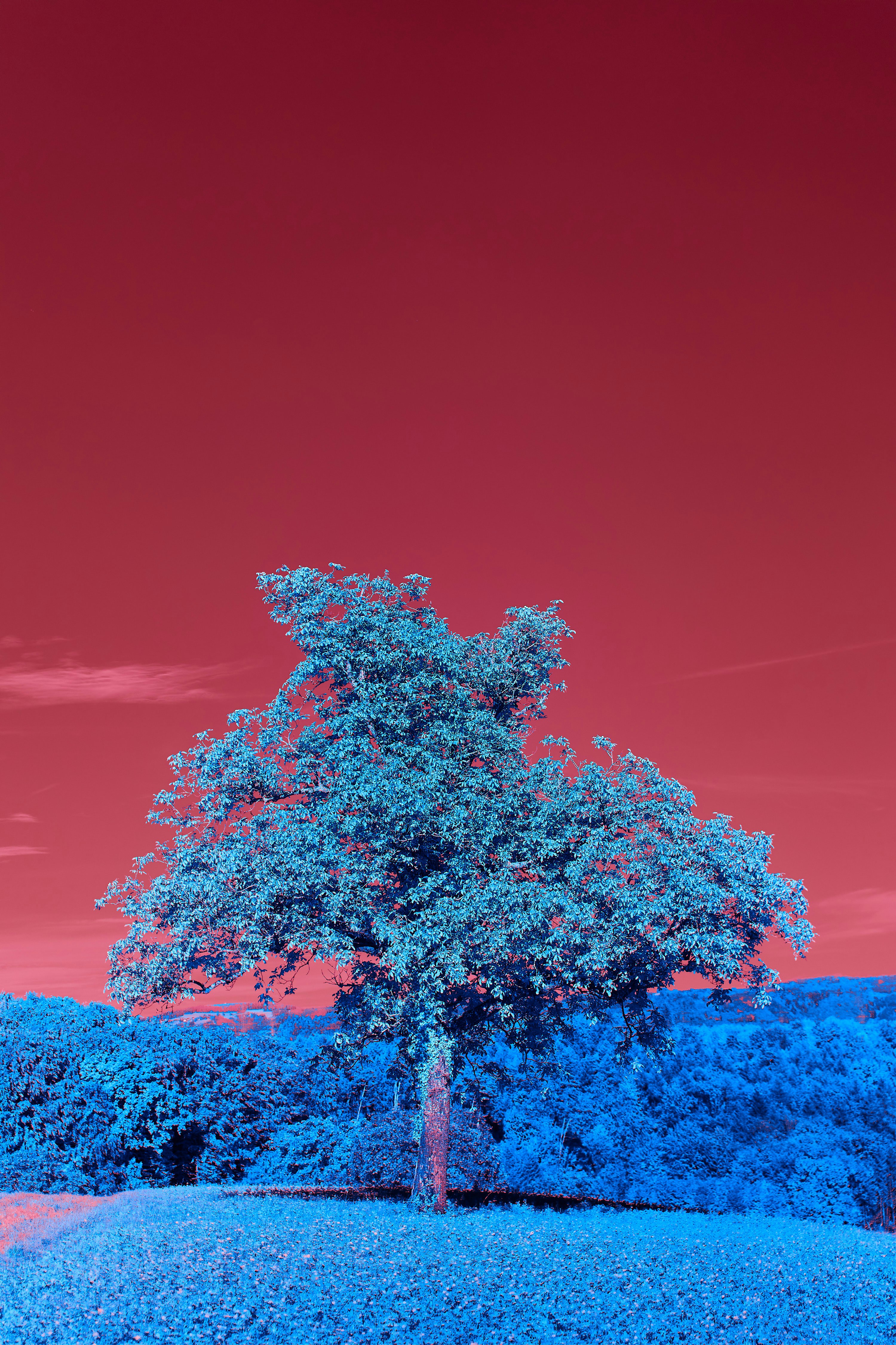 Photo by wolfgang_hasselmann