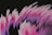 Abstract art featuring dynamic, sweeping brush strokes in shades of pink, purple, and black with a few scattered droplets.