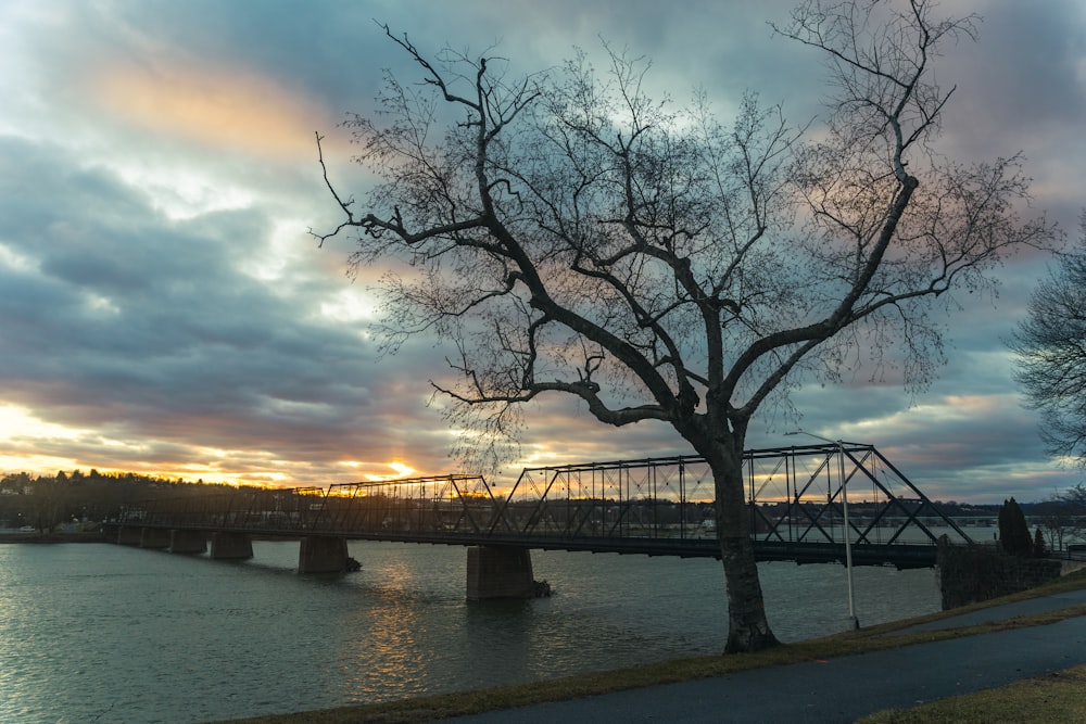 bare trees near body of water during sunset