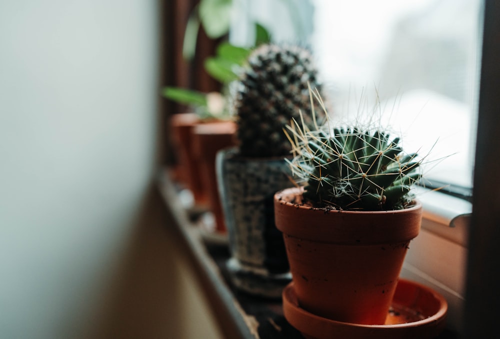 green cactus plant on brown clay pot