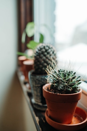 A bright windowsill lined with colorful pots holding thriving succulents and cacti.