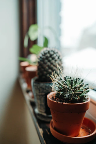 A collection of small ceramic planters with succulents, arranged on a windowsill.