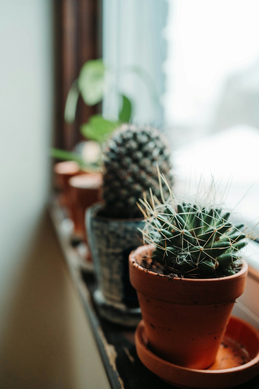 green cactus in brown clay pot