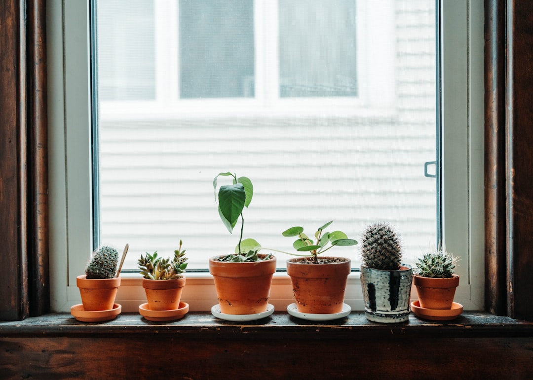 green potted plants on window