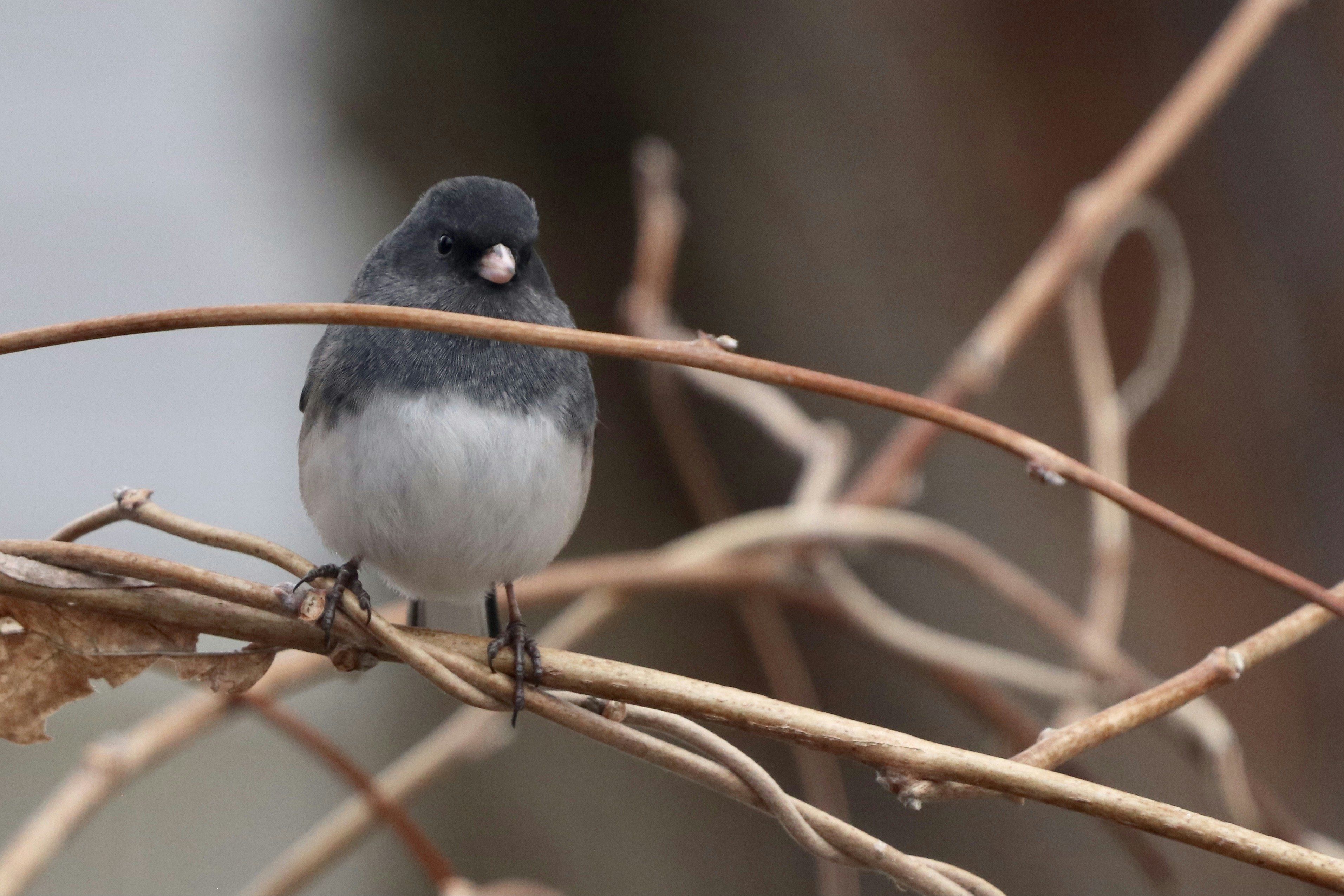 Photo by christyobalek