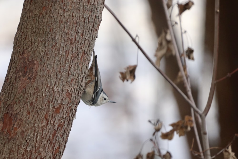 white and brown bird on brown tree branch