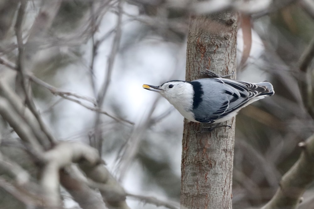 white and black bird on tree branch