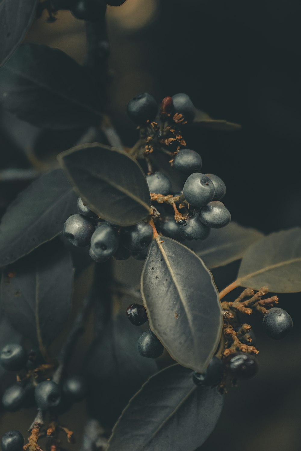 green leaves with black round fruits