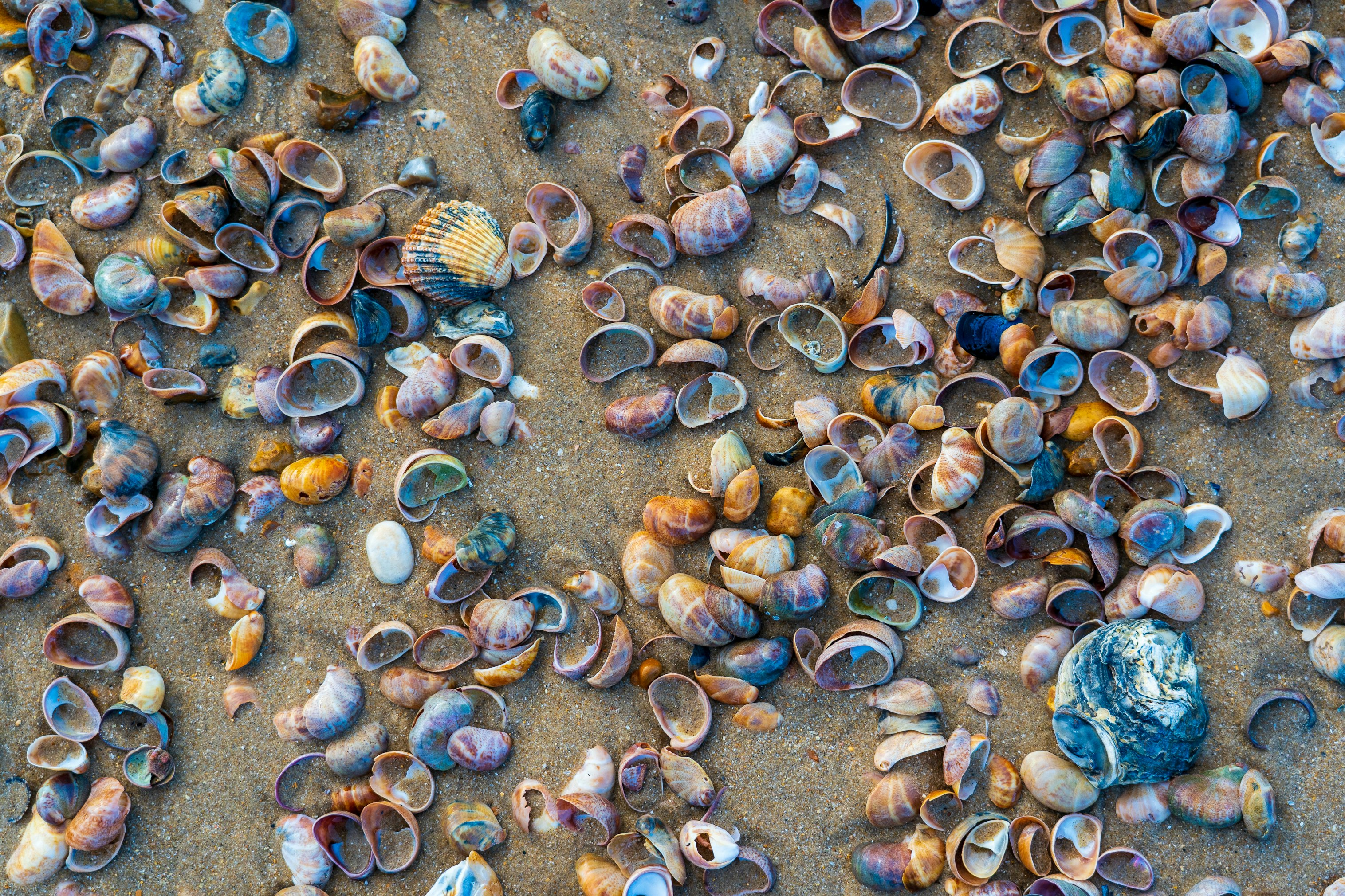 brown and gray seashells on gray sand