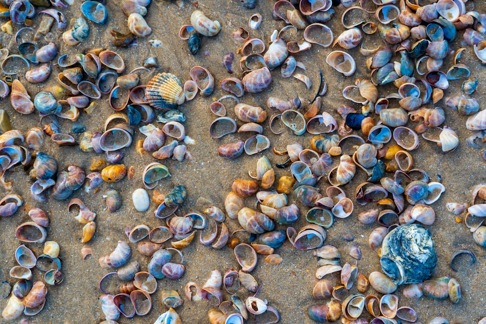 brown and gray seashells on gray sand