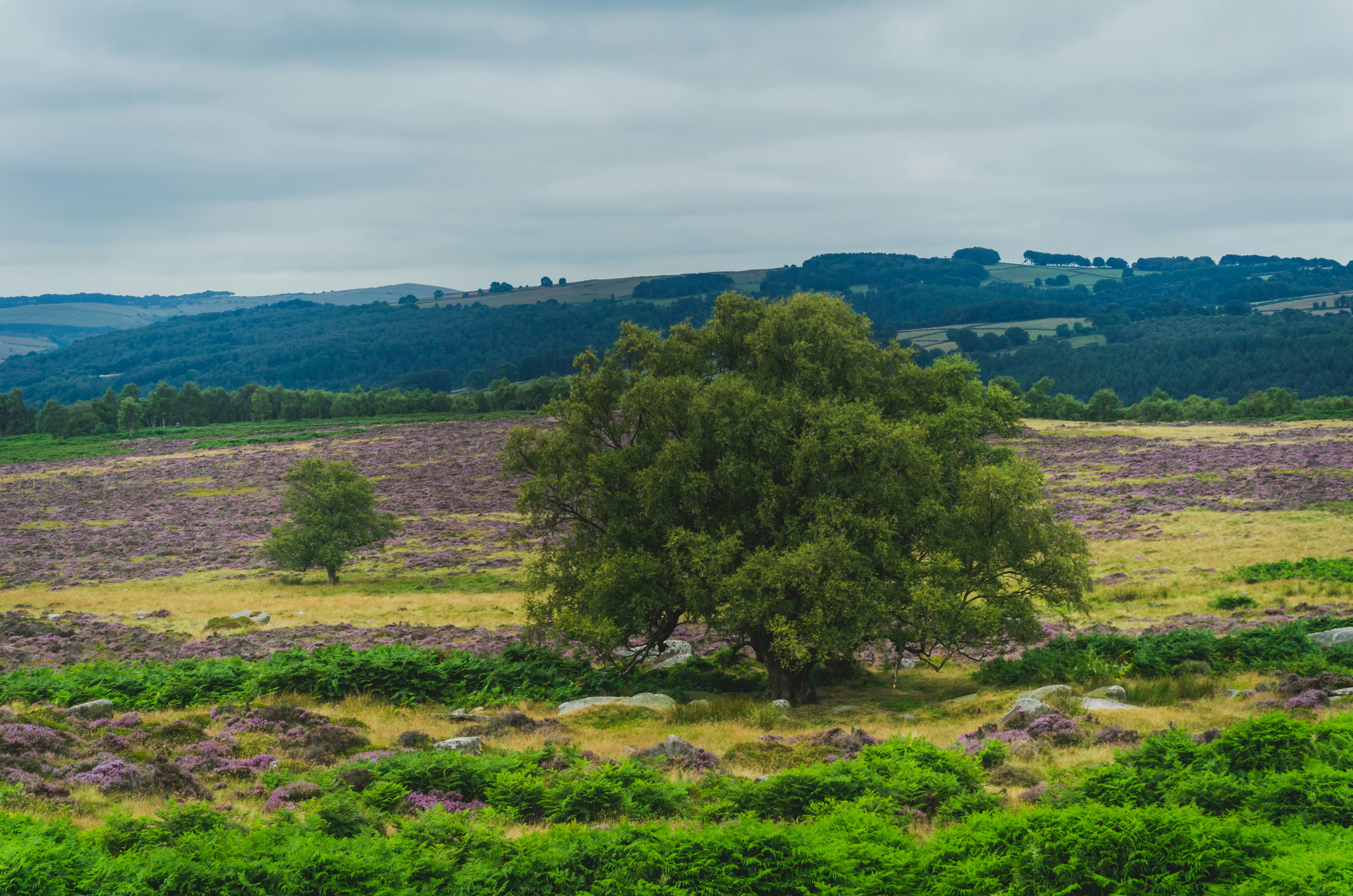 Photo by shanerounce