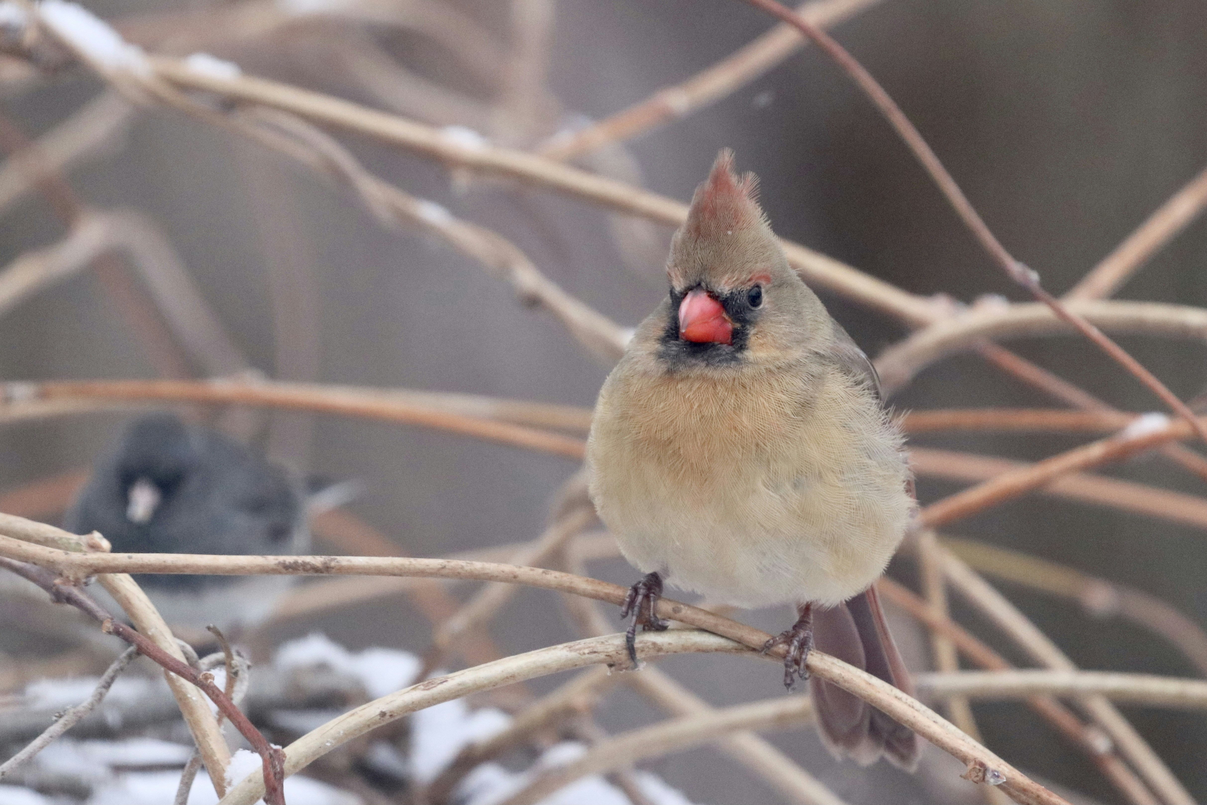 Photo by christyobalek