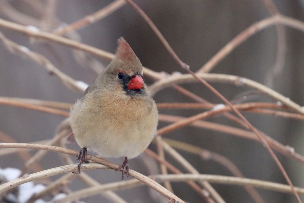 brown and white bird on brown tree branch