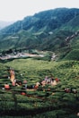 A lush green tea plantation stretches across rolling hills with a group of people gathered on a designated path. The landscape is marked by neatly arranged rows of tea plants. A sign indicates the name 'Boh Tea' on a hillside. The backdrop includes dense forests and misty hills, giving a serene and expansive view.