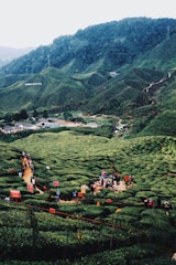 A lush green tea plantation stretches across rolling hills with a group of people gathered on a designated path. The landscape is marked by neatly arranged rows of tea plants. A sign indicates the name 'Boh Tea' on a hillside. The backdrop includes dense forests and misty hills, giving a serene and expansive view.