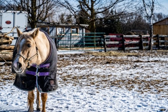 Horse cover