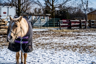 Horse cover