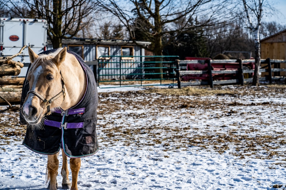 person in black jacket and blue denim jeans riding brown horse during daytime