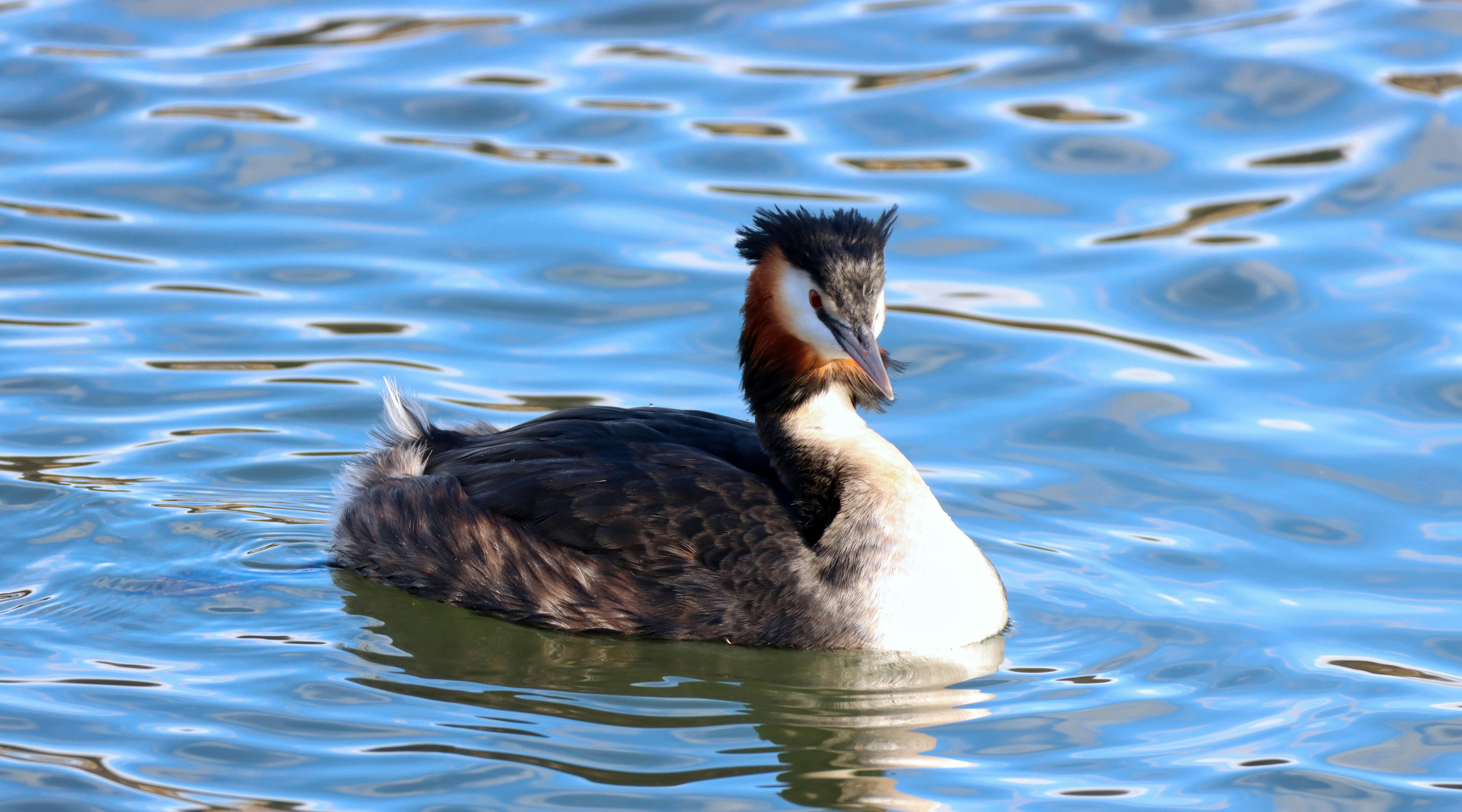 Great crested grebe / 24.01.2021