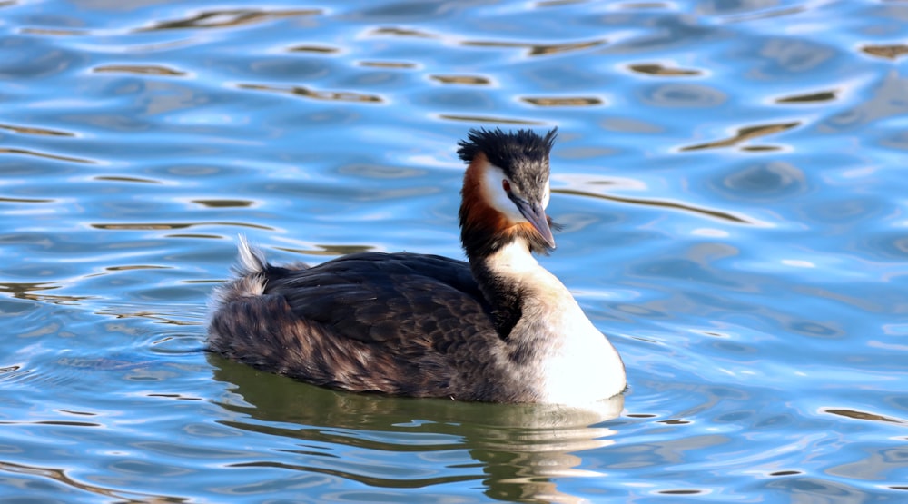 white and brown duck on water during daytime