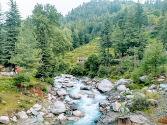 green trees and river during daytime