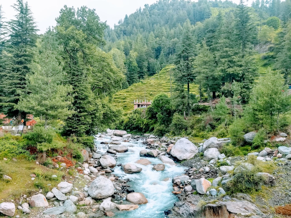 green trees and river during daytime