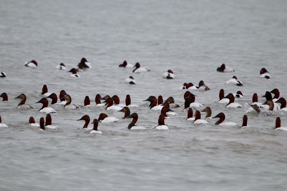 flock of birds on water during daytime