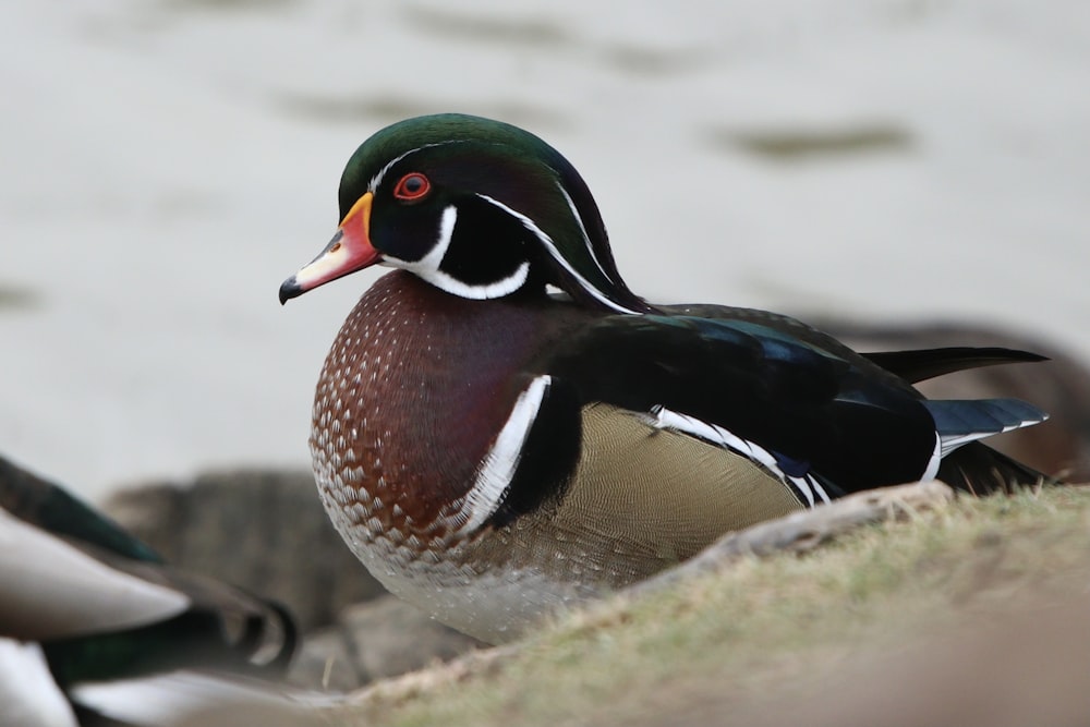 mallard duck on gray rock