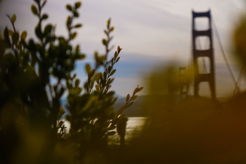 green plant near body of water during sunset