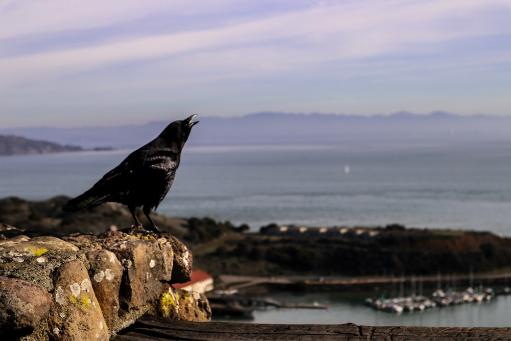 black bird on brown rock near body of water during daytime