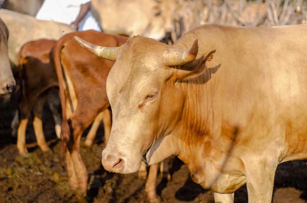 white cow on brown field during daytime