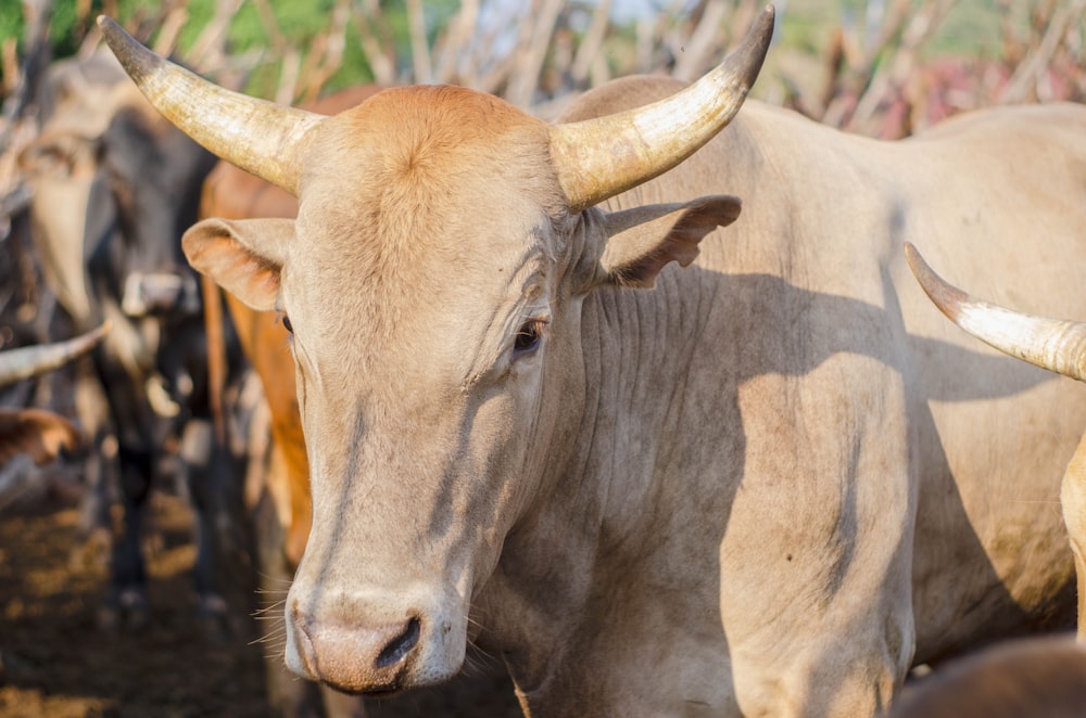 Vaca marrón en lente de cambio de inclinación