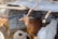 A group of goats is sheltered under a makeshift roof made of metallic sheets and wooden supports. The central brown goat faces the camera, while other goats are partially visible to the sides. The ground is covered with dirt, and there's one resting sheep visible.
