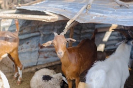 A group of goats is sheltered under a makeshift roof made of metallic sheets and wooden supports. The central brown goat faces the camera, while other goats are partially visible to the sides. The ground is covered with dirt, and there's one resting sheep visible.