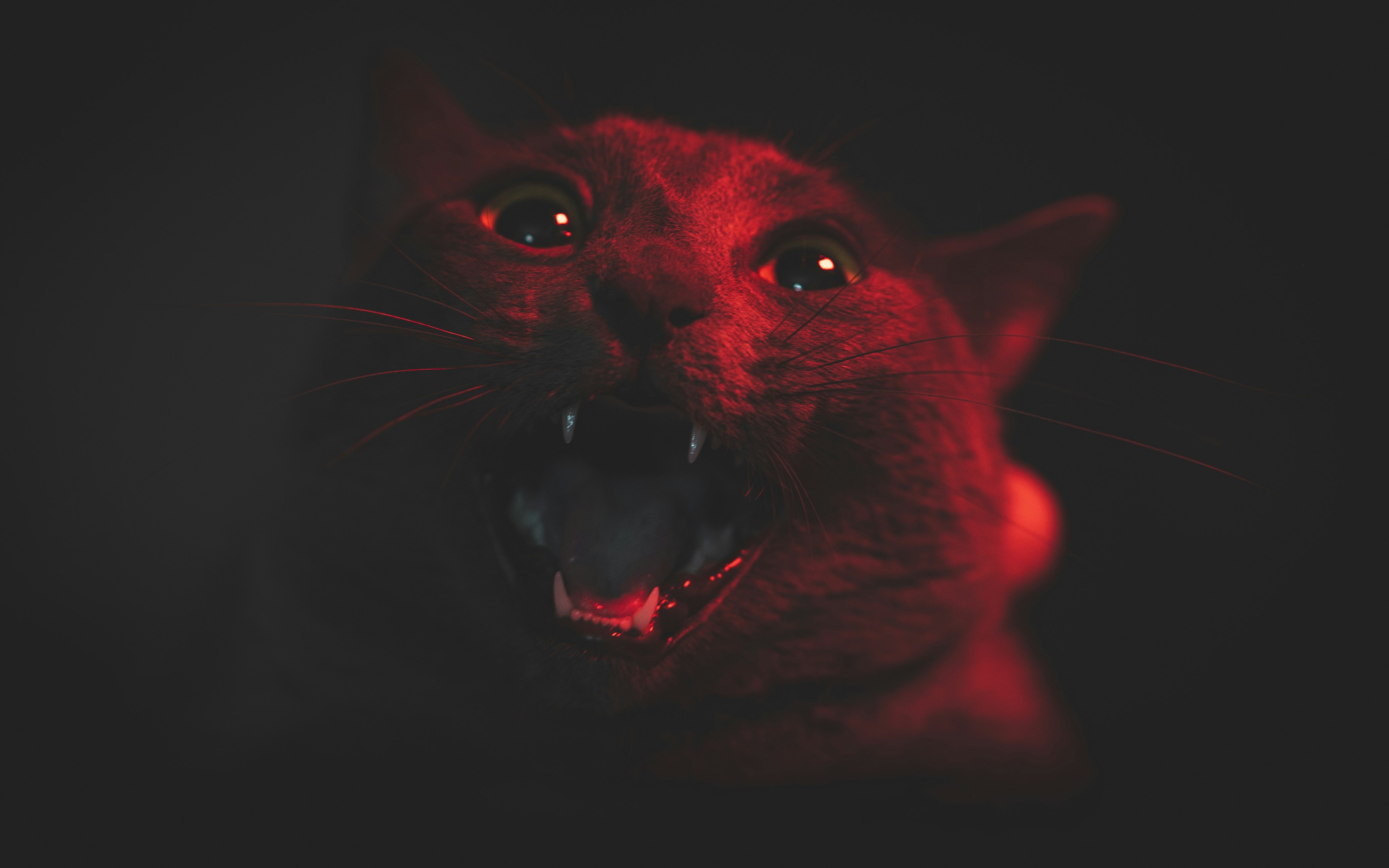 Why is the Bad Luck Related to Black Cats