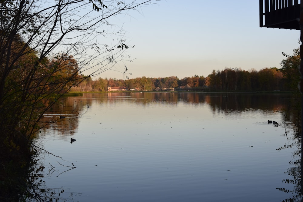 leafless trees on lake side during daytime