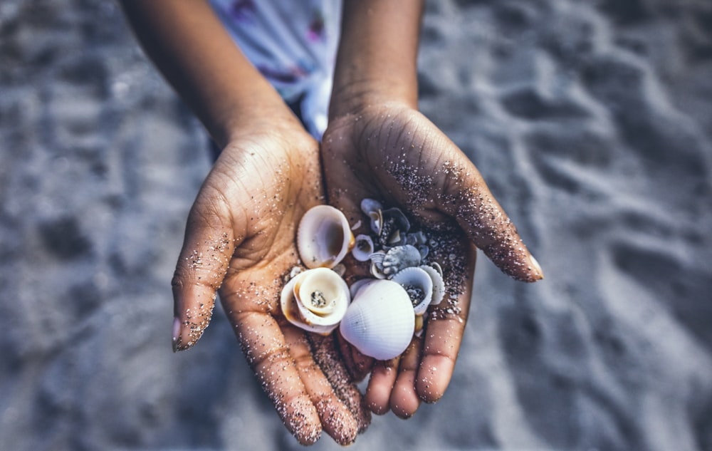 person holding white and brown seashell