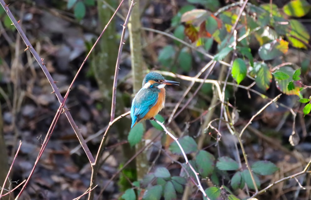 blue and brown bird on brown tree branch during daytime