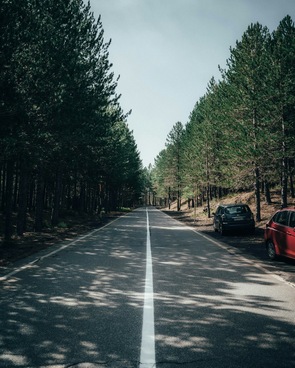 cars on road between trees during daytime