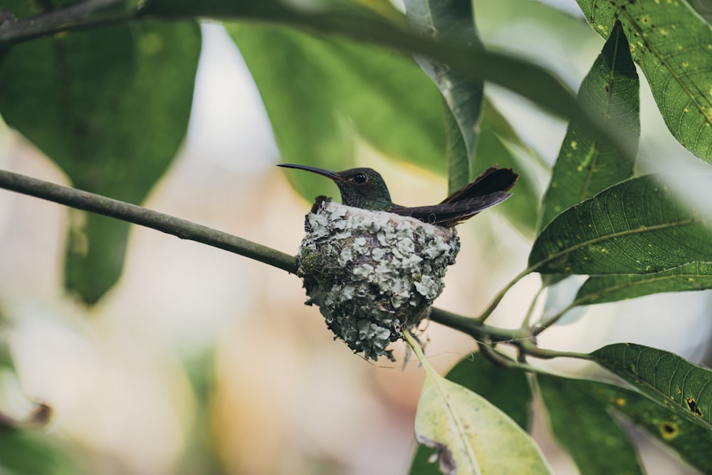 black and white bird on tree branch during daytime