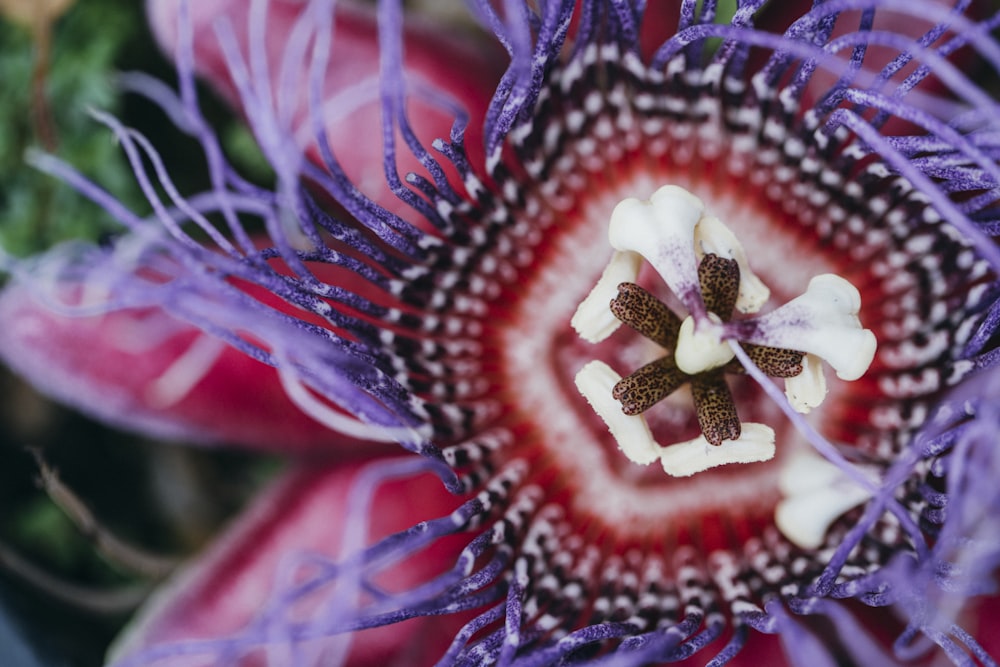 red and white flower in macro photography