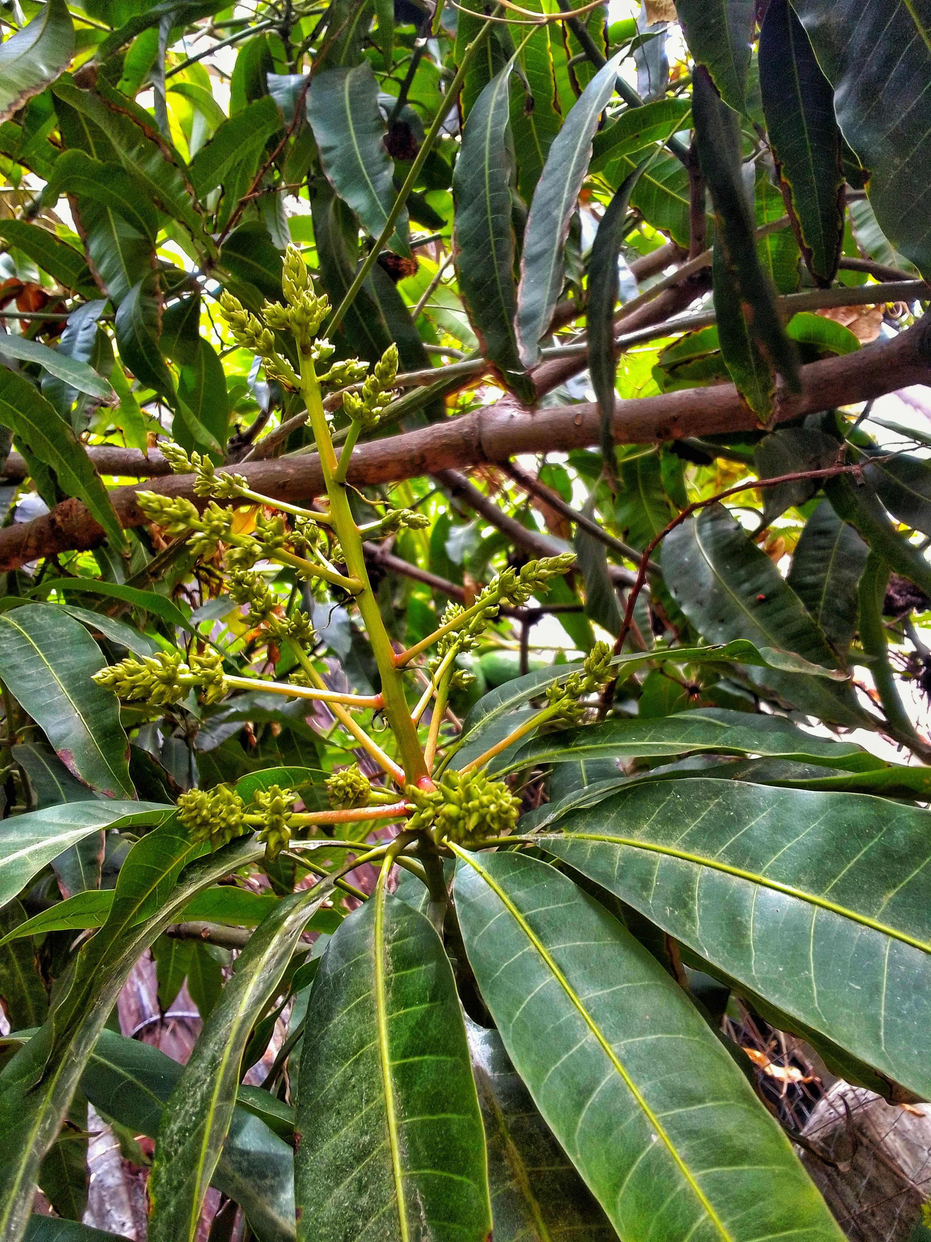 photo-1611526418775-d41b8d4521b8 Diabète : Recette exacte de tisane de feuilles de manguier