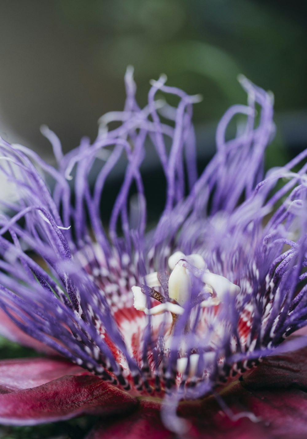 purple flower in macro lens