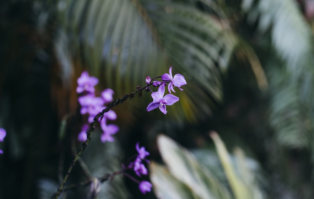 purple flower in tilt shift lens